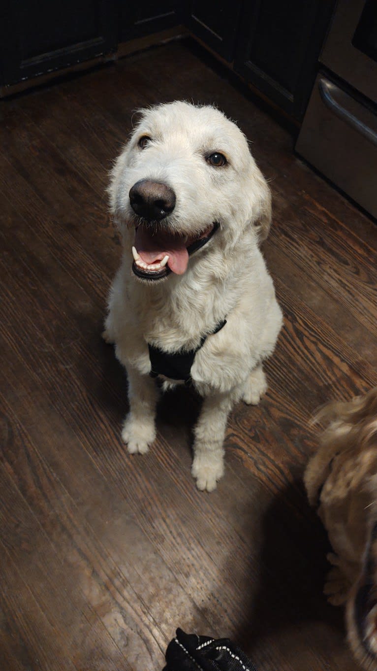 Buster, a Labradoodle tested with EmbarkVet.com