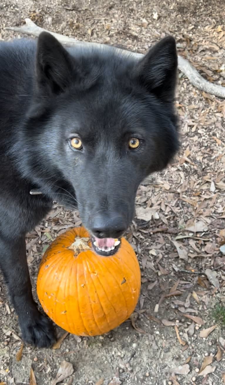Nox a dog tested with EmbarkVet.com