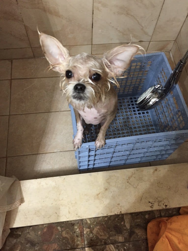 Millie, a Chihuahua and Miniature Schnauzer mix tested with EmbarkVet.com