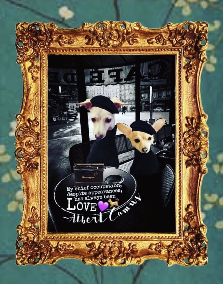 Love, a Chihuahua and Pomeranian mix tested with EmbarkVet.com