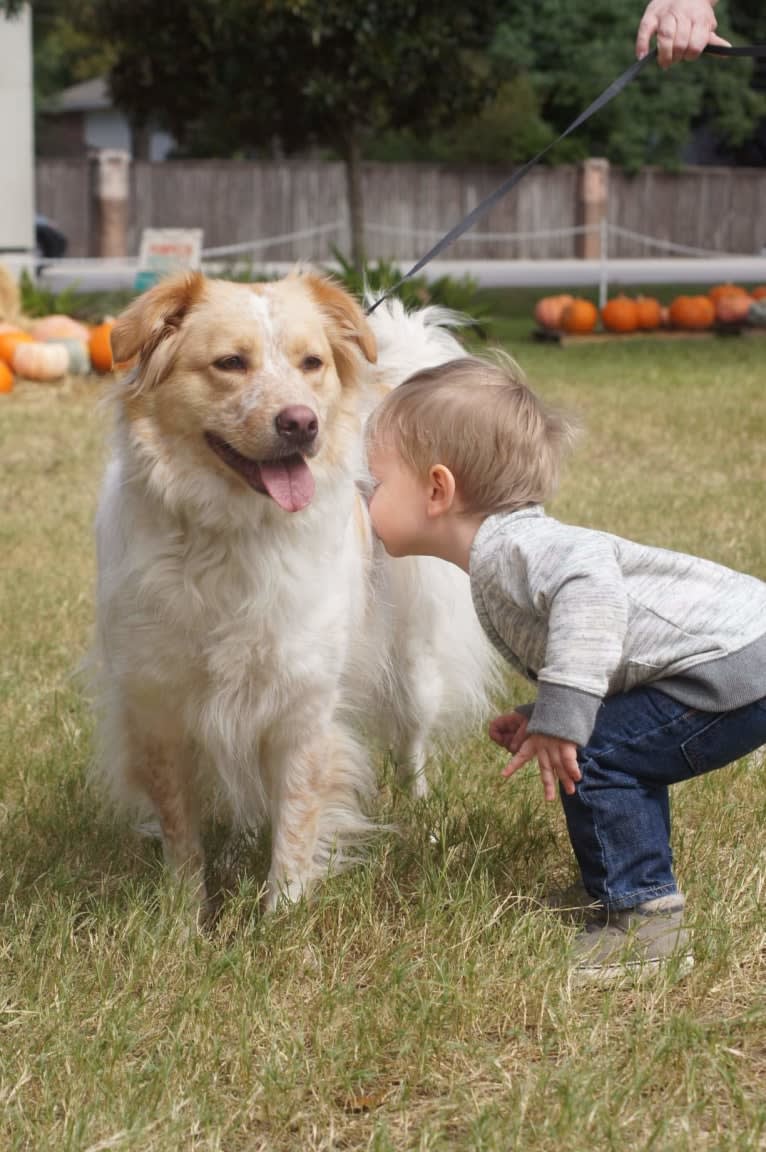 Wendy, a Great Pyrenees and American Pit Bull Terrier mix tested with EmbarkVet.com