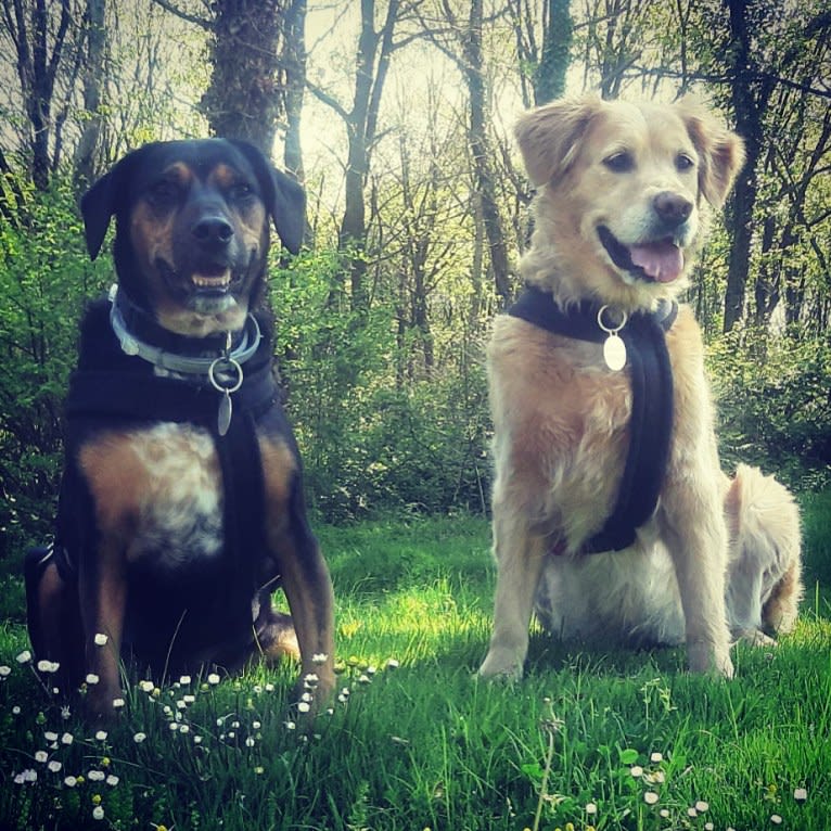 Oscar, an Eastern European Village Dog and English Cocker Spaniel mix tested with EmbarkVet.com