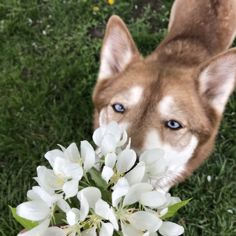 Asha, a Siberian Husky and German Shepherd Dog mix tested with EmbarkVet.com