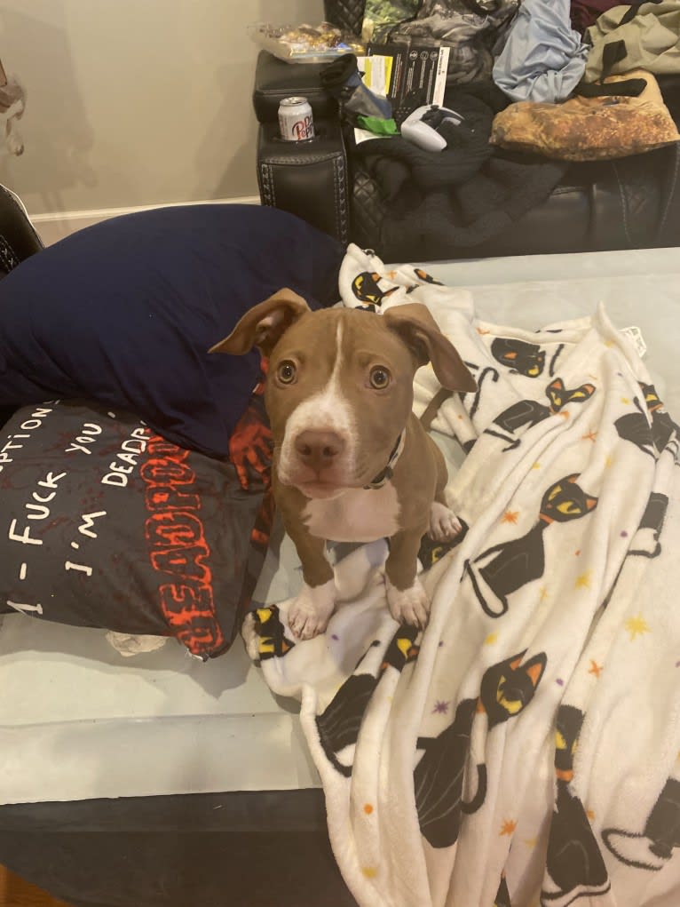 Stitch, an American Pit Bull Terrier tested with EmbarkVet.com