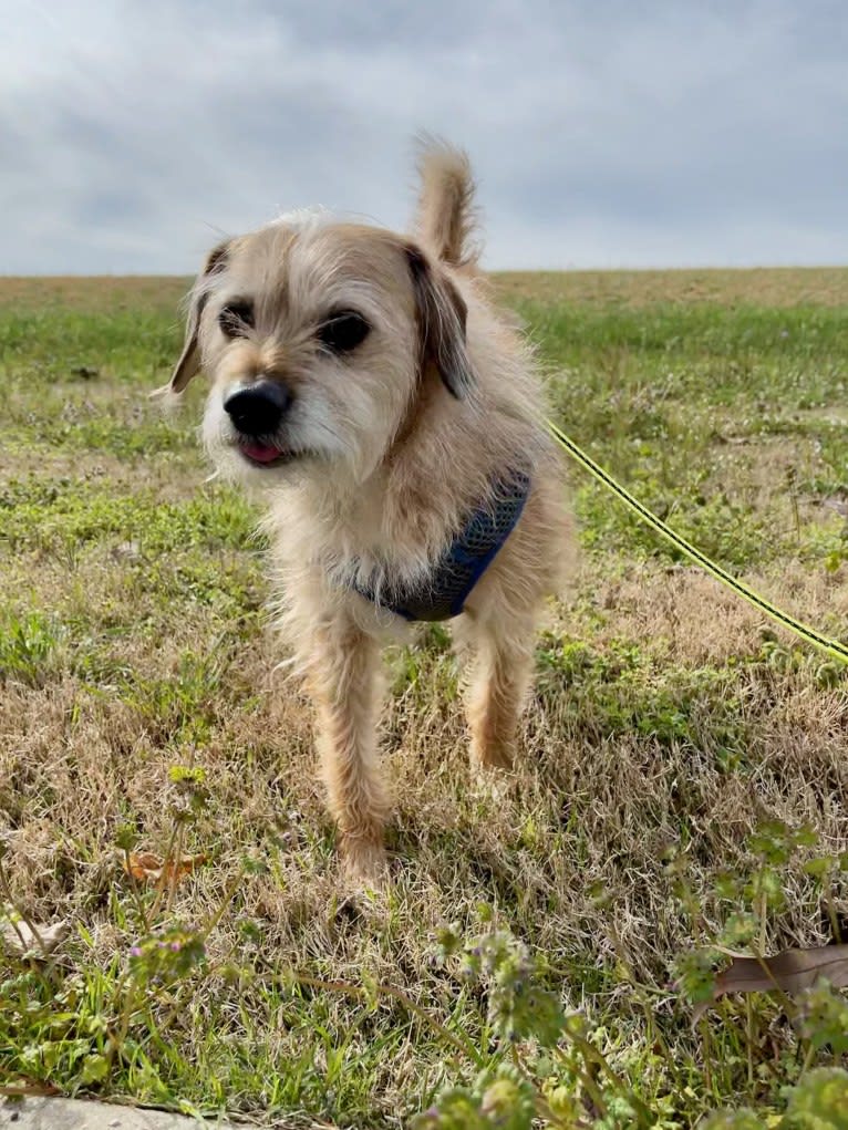 Sprocket, a Bichon Frise and Lhasa Apso mix tested with EmbarkVet.com