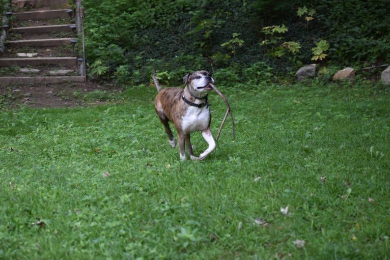 Jackson, an American Pit Bull Terrier and Bulldog mix tested with EmbarkVet.com