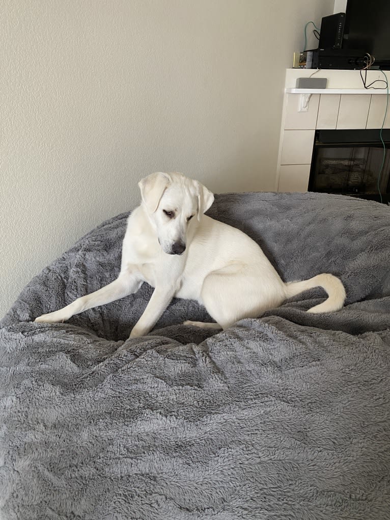 Beau, a Great Pyrenees and Golden Retriever mix tested with EmbarkVet.com