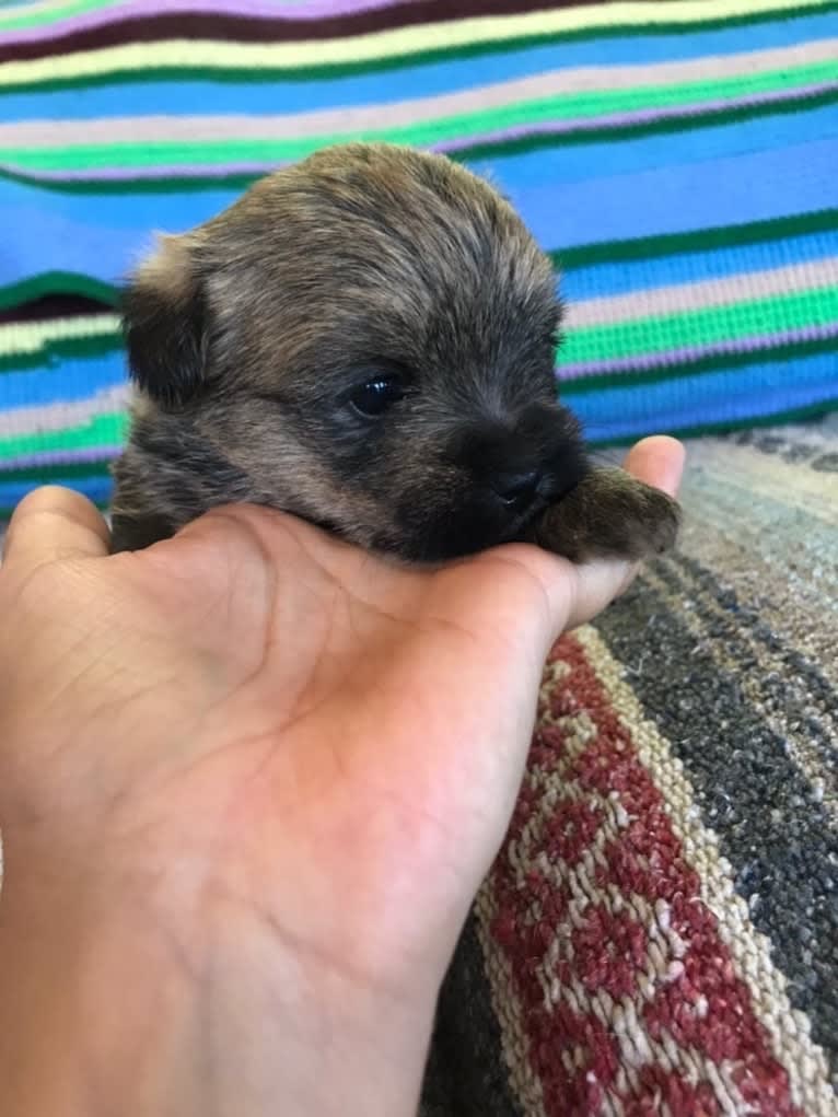 Luna, a Cairn Terrier and Poodle (Small) mix tested with EmbarkVet.com