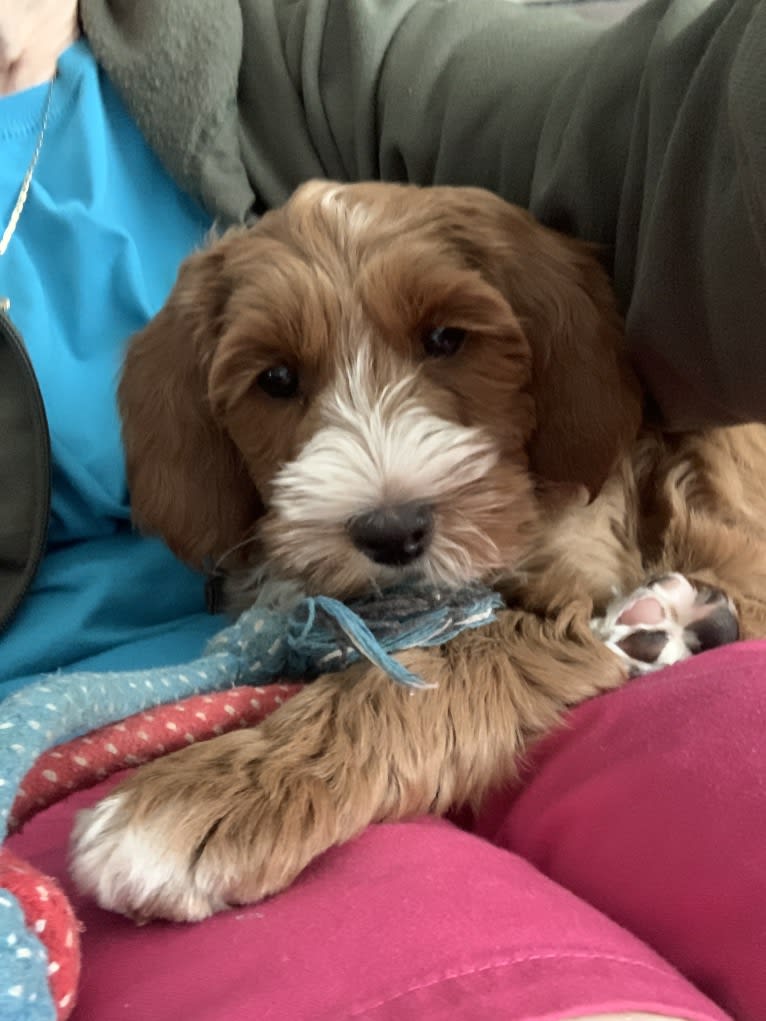 Melodies Emaline of Narnia, a Goldendoodle tested with EmbarkVet.com
