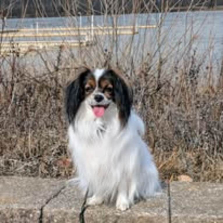 Le Papillon Ravissant Kristian, a Papillon tested with EmbarkVet.com