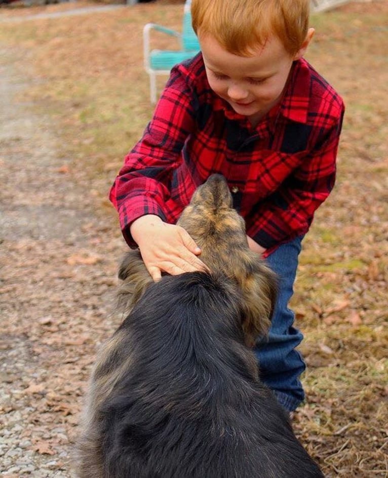 Mama dáy, a Plott and Border Collie mix tested with EmbarkVet.com