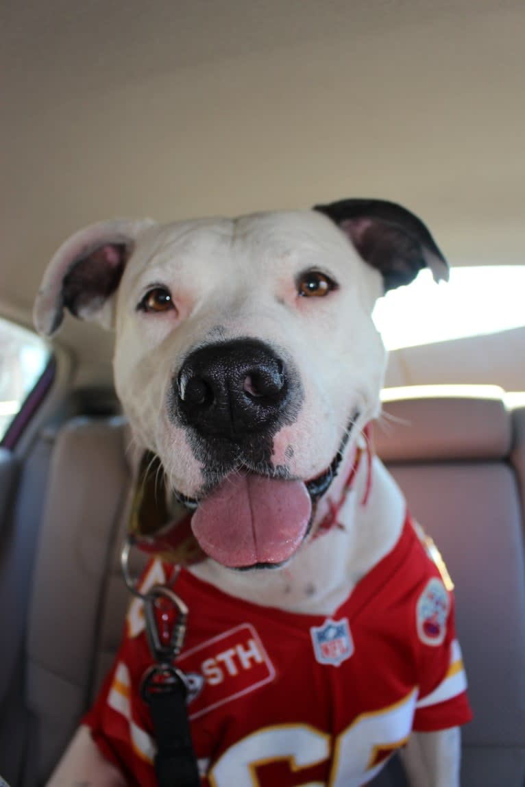 Auggie, an American Pit Bull Terrier and American Staffordshire Terrier mix tested with EmbarkVet.com