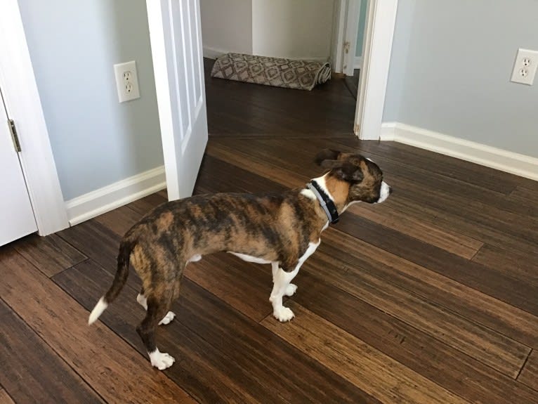 Skooch, a Miniature/MAS-type Australian Shepherd and Boston Terrier mix tested with EmbarkVet.com