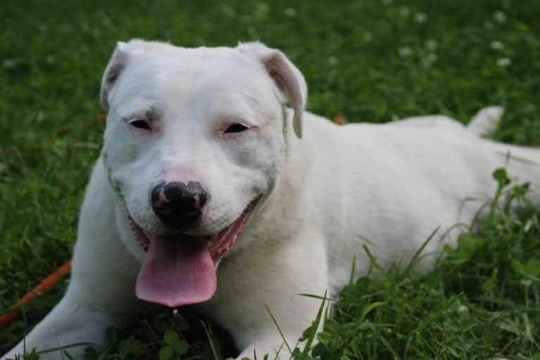 Winnie, an American Pit Bull Terrier and American Staffordshire Terrier mix tested with EmbarkVet.com