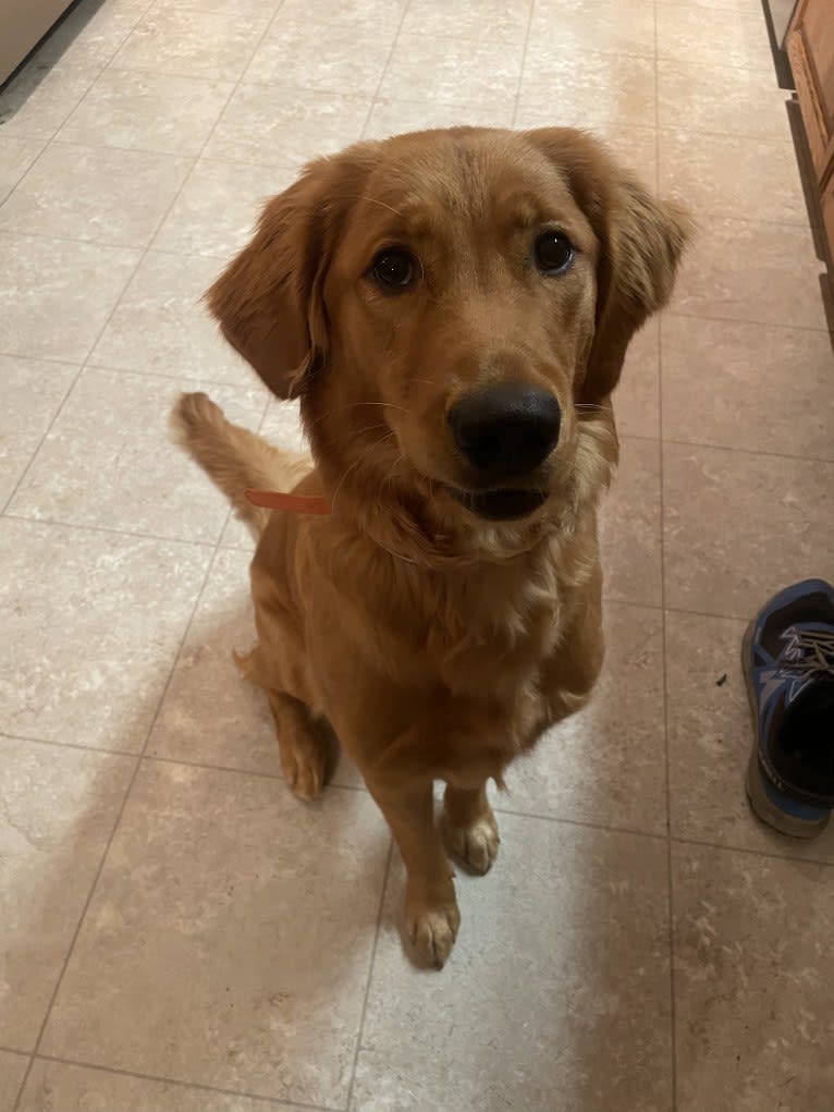 Harper, a Golden Retriever tested with EmbarkVet.com