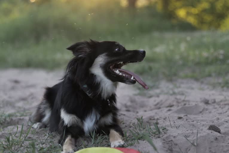 Cooper, an English Shepherd and Pomeranian mix tested with EmbarkVet.com