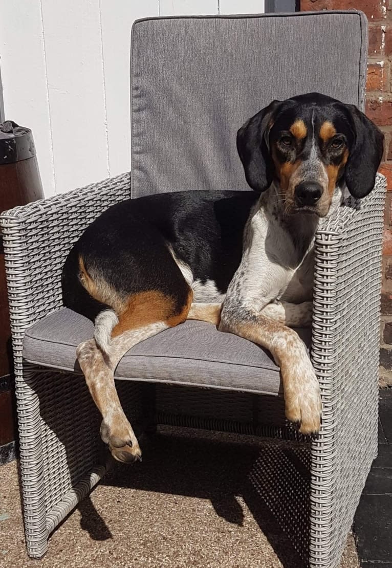 Reggie, an English Foxhound tested with EmbarkVet.com