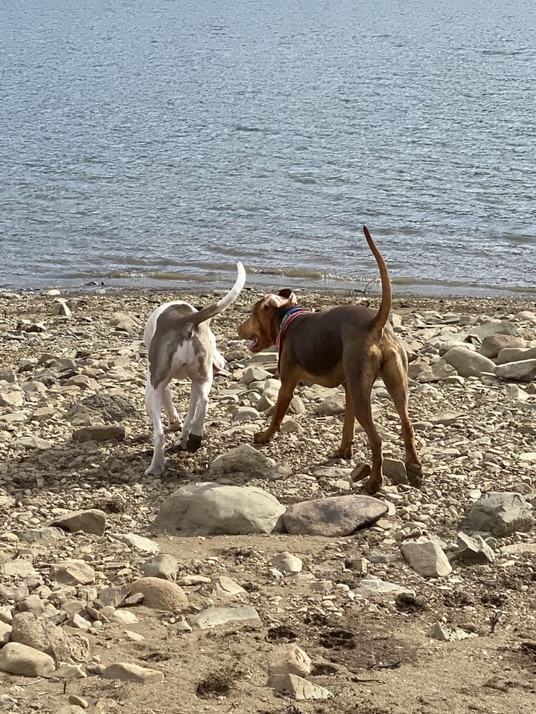 Dobby, a Doberman Pinscher and American Pit Bull Terrier mix tested with EmbarkVet.com