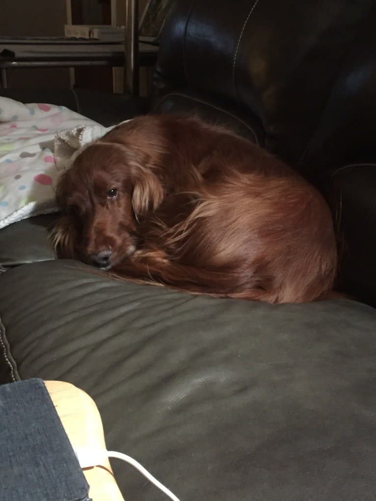 Emmet, an Irish Setter tested with EmbarkVet.com