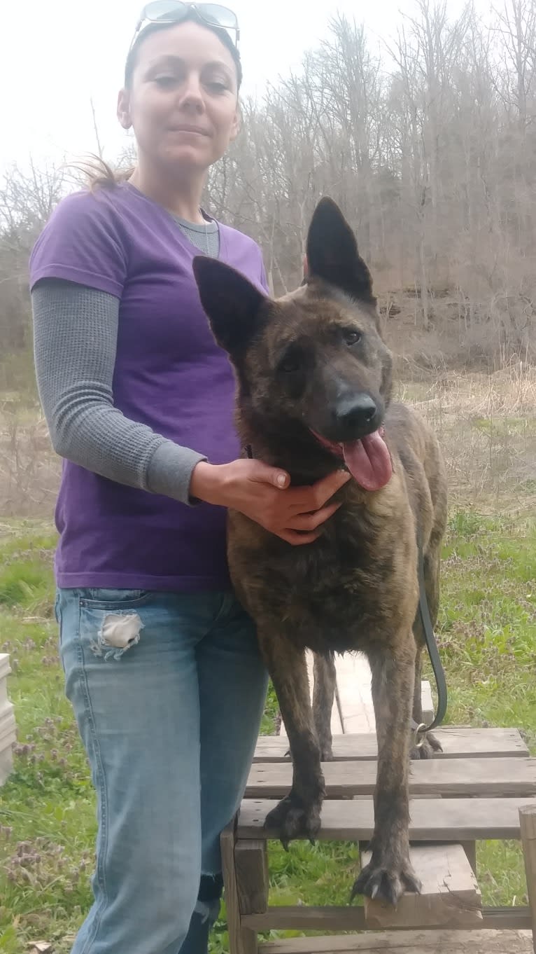 JOY, a Dutch Shepherd tested with EmbarkVet.com