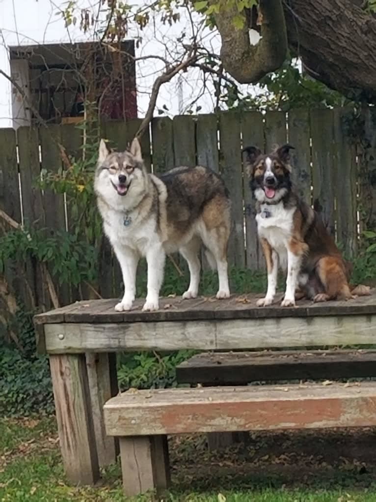 Bentley, an English Shepherd and Collie mix tested with EmbarkVet.com