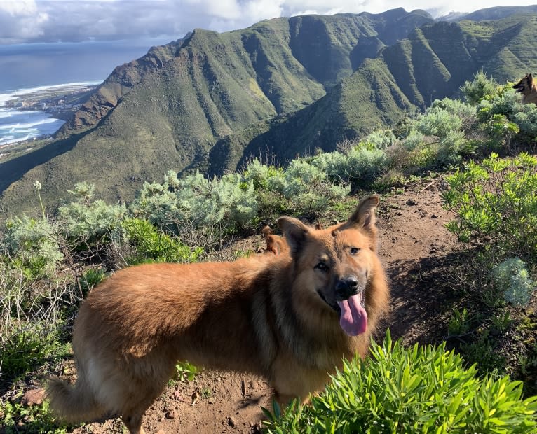 Simba, a German Shepherd Dog and Belgian Malinois mix tested with EmbarkVet.com