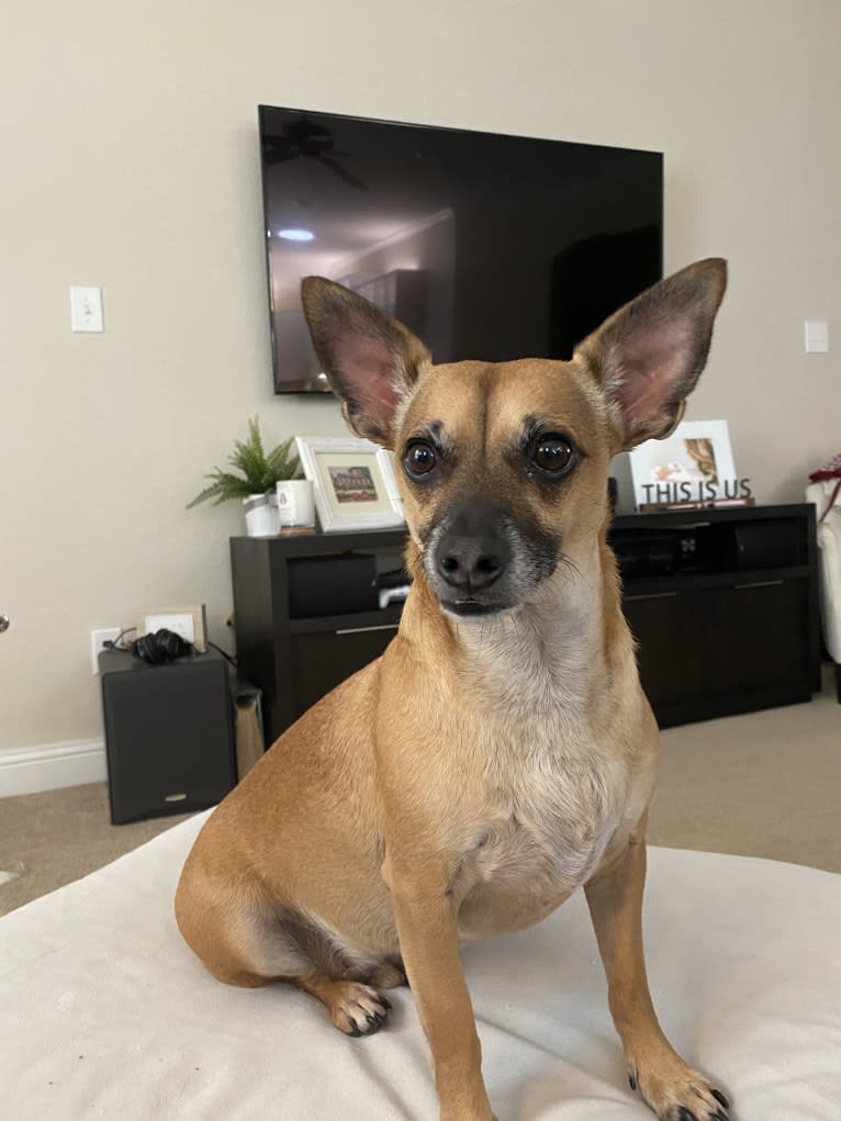 Jack, a Chihuahua and Poodle (Small) mix tested with EmbarkVet.com