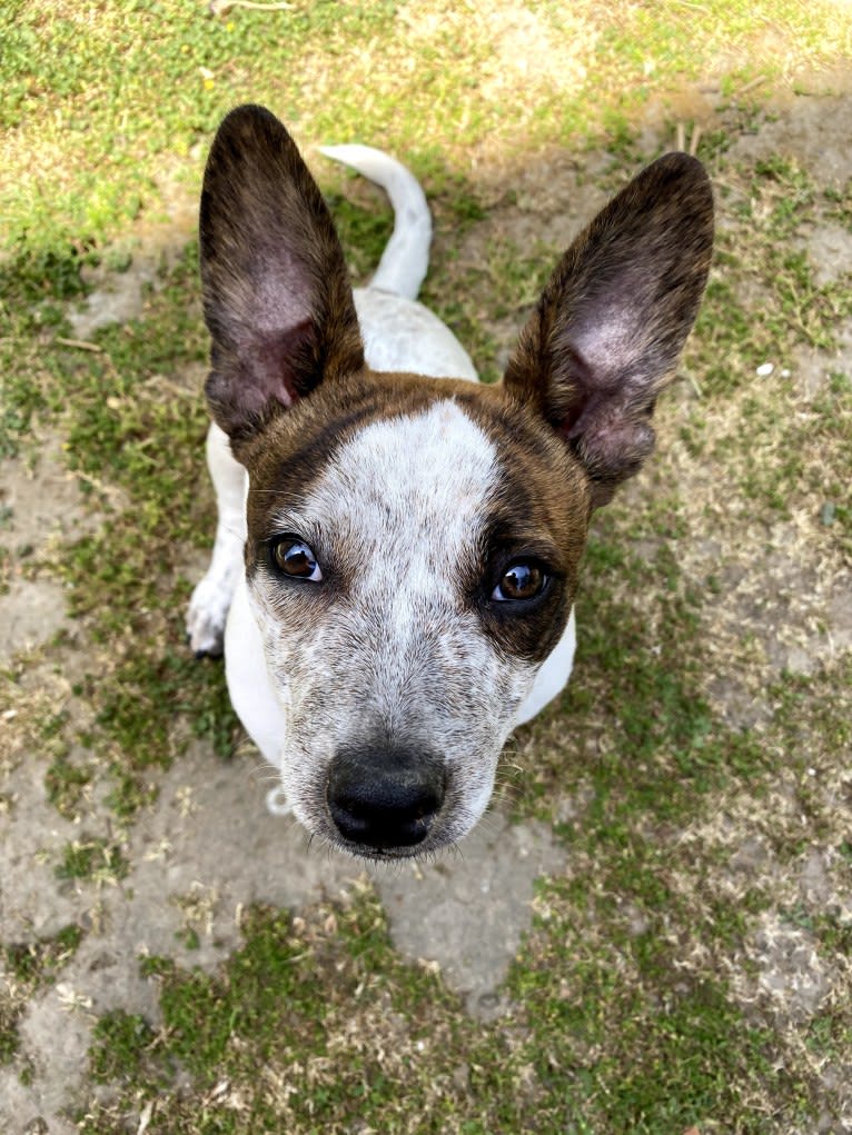 Boxer Acer Pineda, an American Bully and Australian Cattle Dog mix tested with EmbarkVet.com