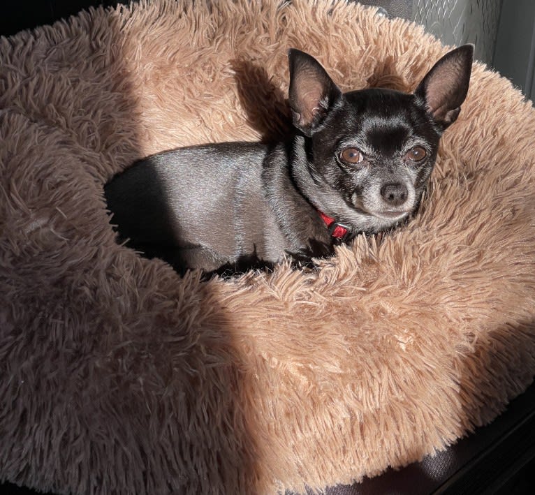 Tango, a Chihuahua tested with EmbarkVet.com