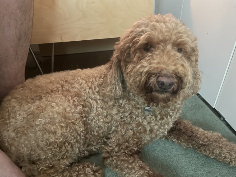 Walter, a Labradoodle (4.6% unresolved) tested with EmbarkVet.com