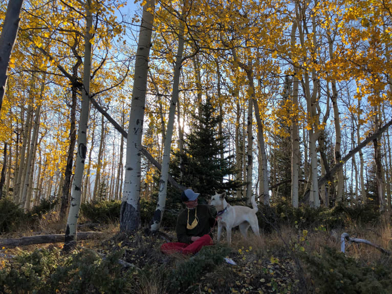 Pearl, an Australian Cattle Dog and Labrador Retriever mix tested with EmbarkVet.com