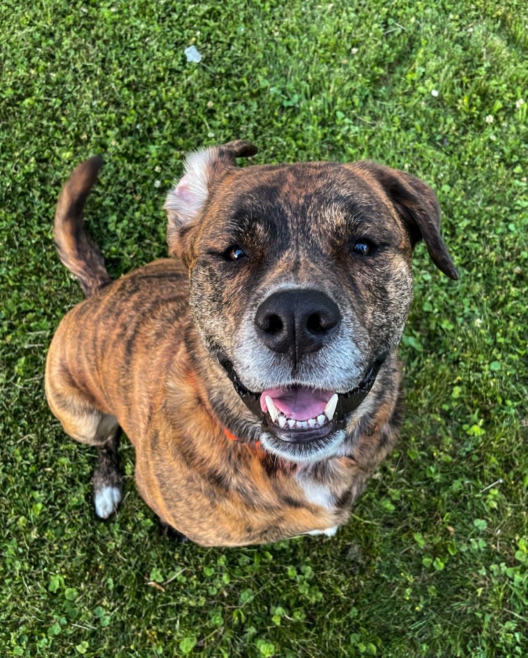 Bear, a Rottweiler and American Pit Bull Terrier mix tested with EmbarkVet.com