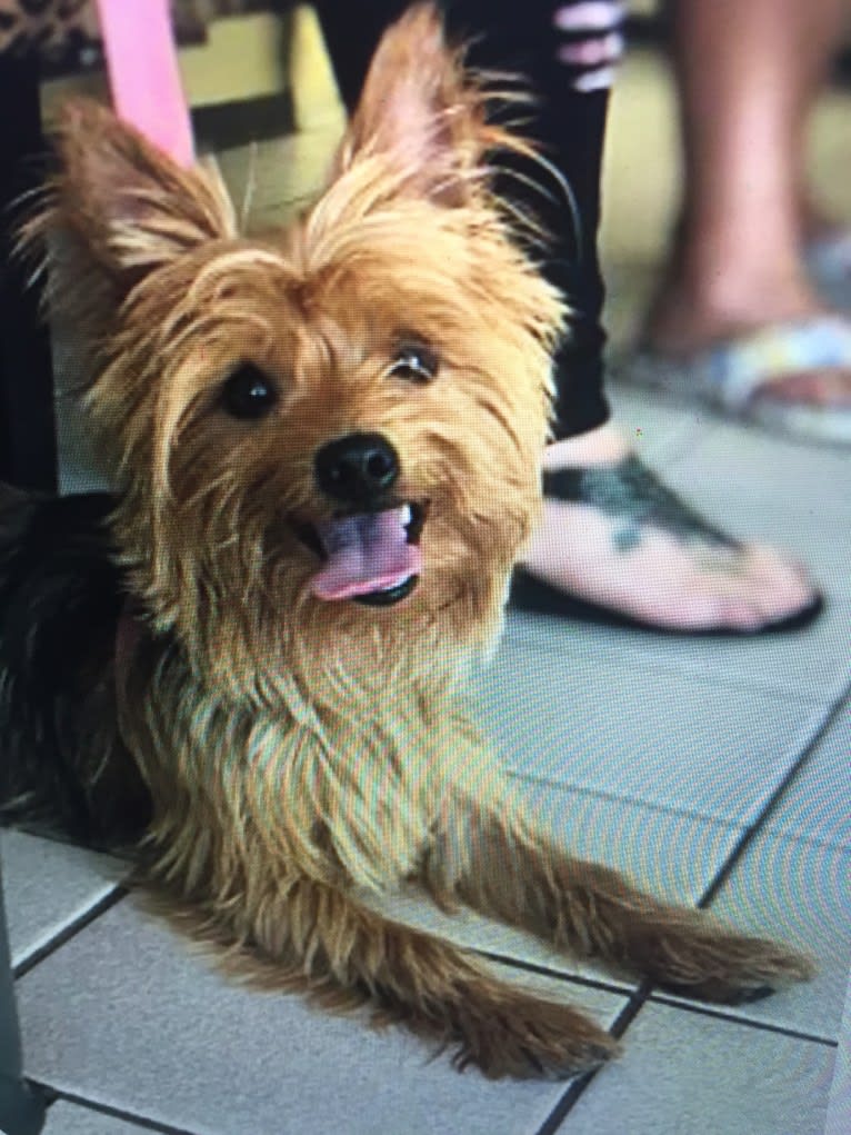 Charlie, a Yorkshire Terrier and Bichon Frise mix tested with EmbarkVet.com