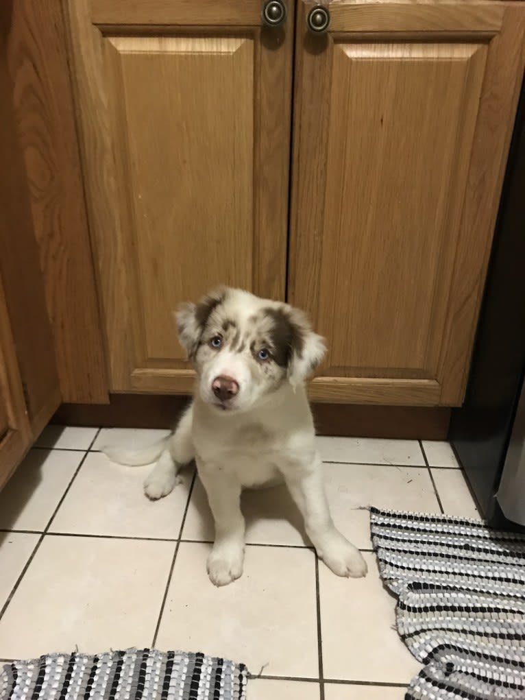 Spurs N Ashes, a Border Collie tested with EmbarkVet.com