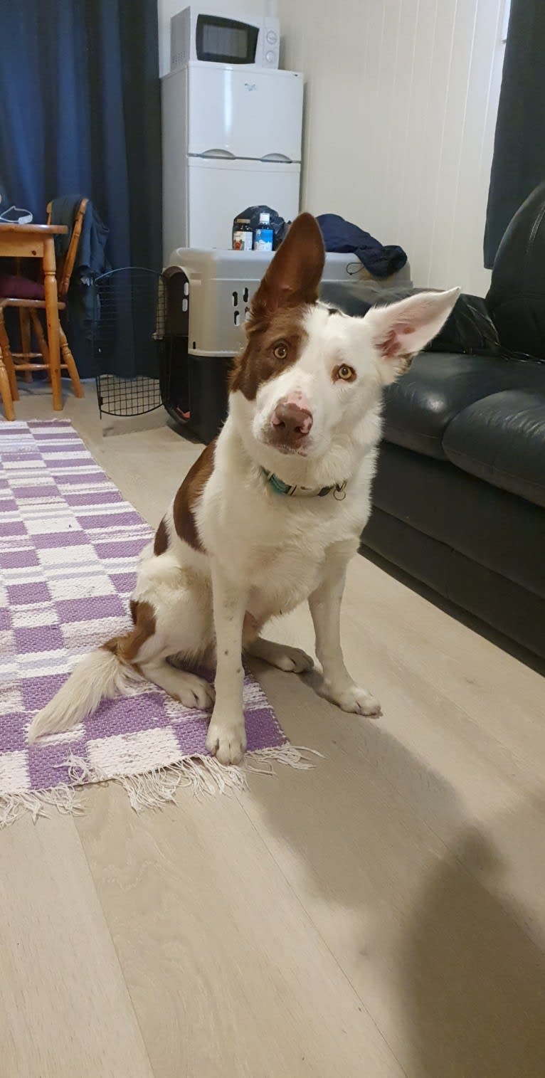 Myles, a Border Collie tested with EmbarkVet.com