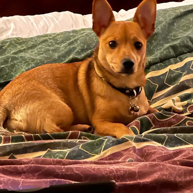 Alexa (Lexi) Isabella, a Chihuahua and Rat Terrier mix tested with EmbarkVet.com