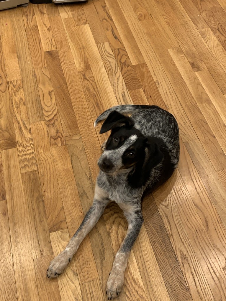 Smokey, an Australian Cattle Dog and Mountain Cur mix tested with EmbarkVet.com