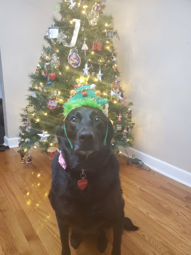 Sophie, a Labrador Retriever and Border Collie mix tested with EmbarkVet.com