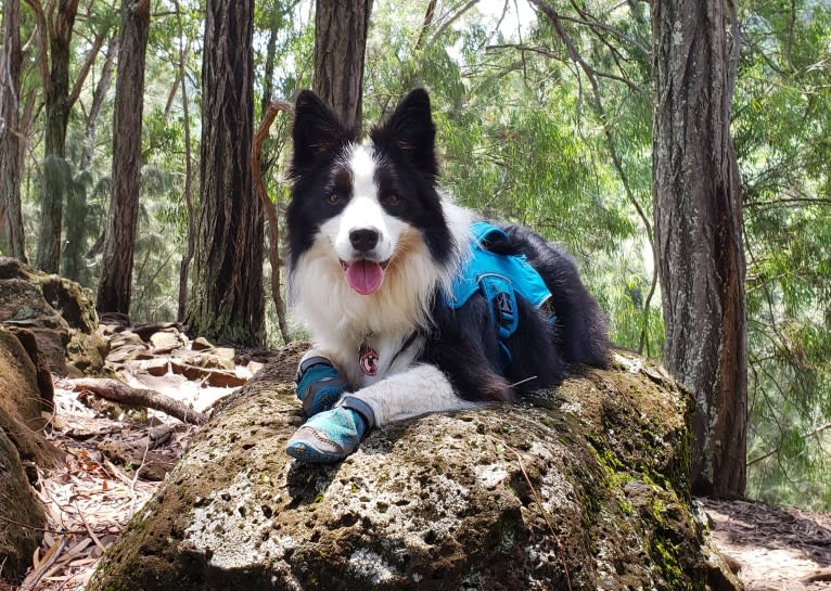 Kida, a Border Collie tested with EmbarkVet.com