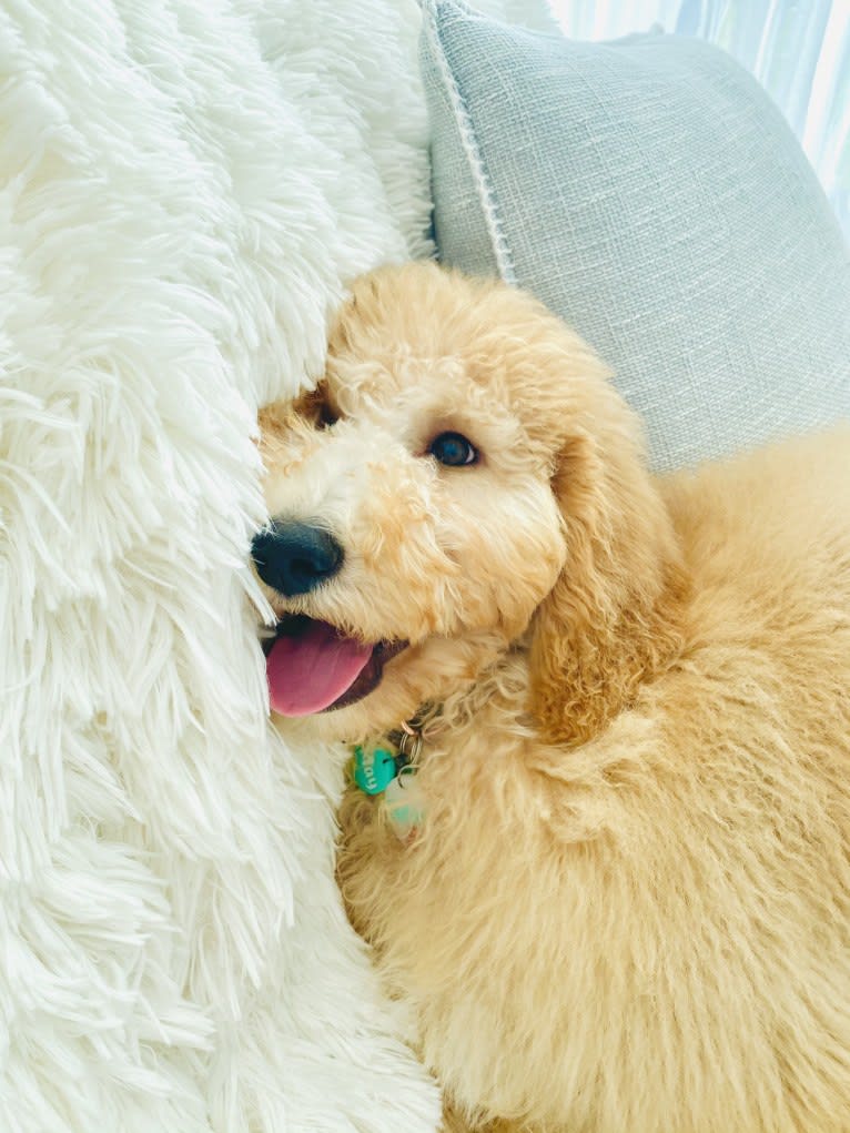 Chelsea, a Goldendoodle tested with EmbarkVet.com