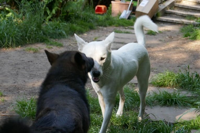 Suri, a Canaan Dog tested with EmbarkVet.com