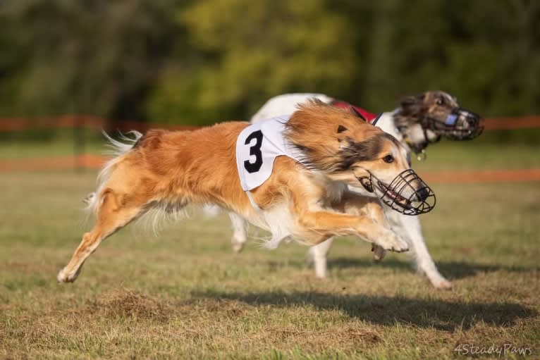 Flynn, a Silken Windhound tested with EmbarkVet.com