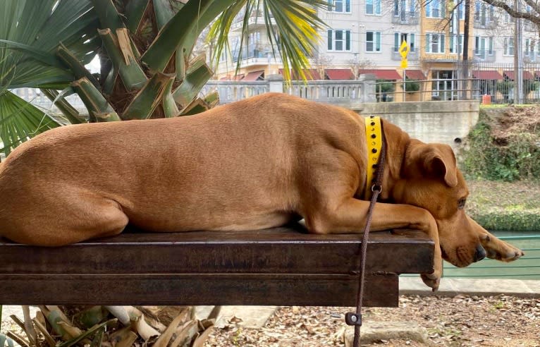 Malakai, an American Pit Bull Terrier and Chow Chow mix tested with EmbarkVet.com