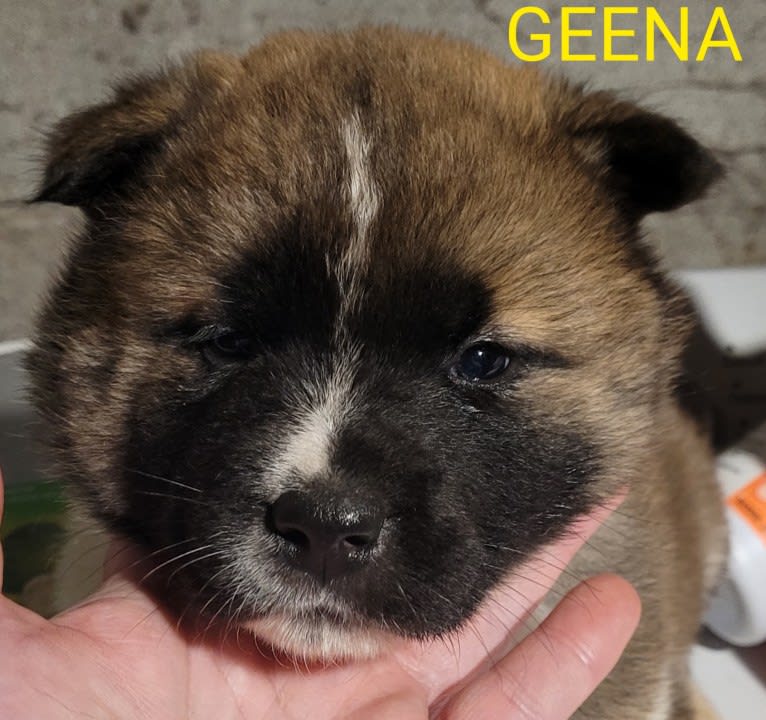 Geena, an Akita tested with EmbarkVet.com