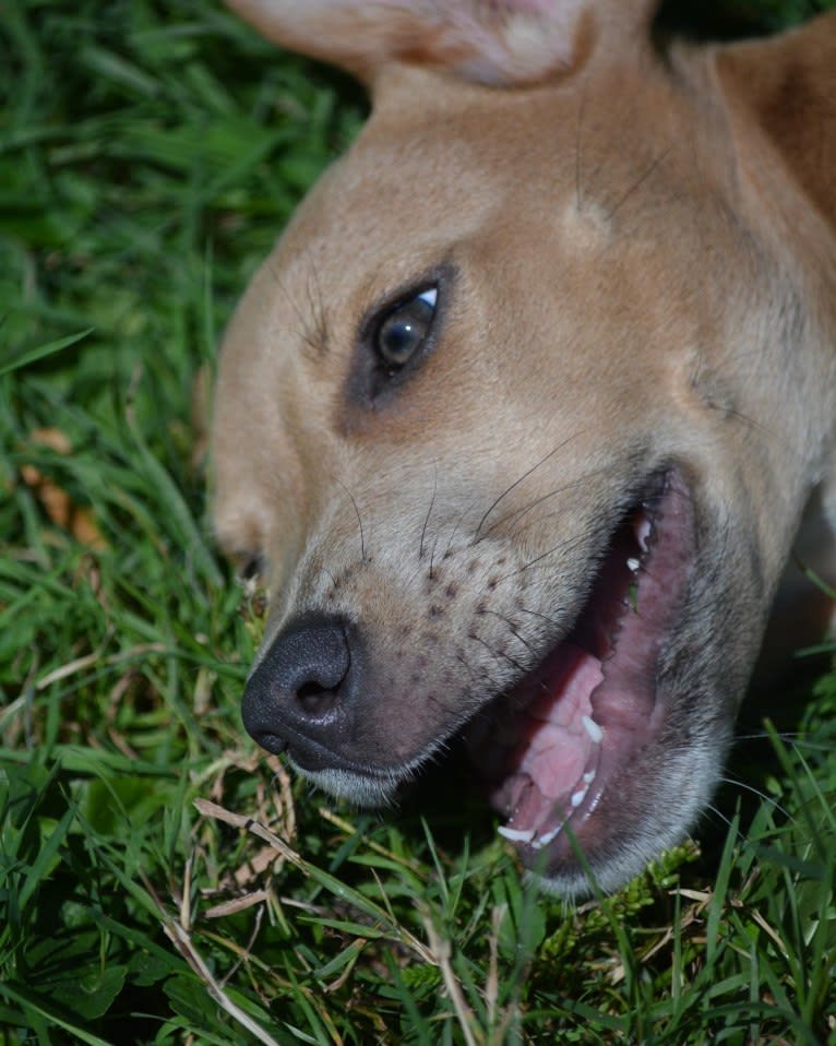 Lila, an American Pit Bull Terrier and Labrador Retriever mix tested with EmbarkVet.com