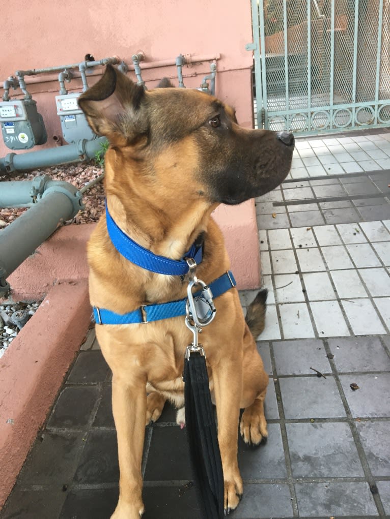 Jax, an American Pit Bull Terrier and Chow Chow mix tested with EmbarkVet.com