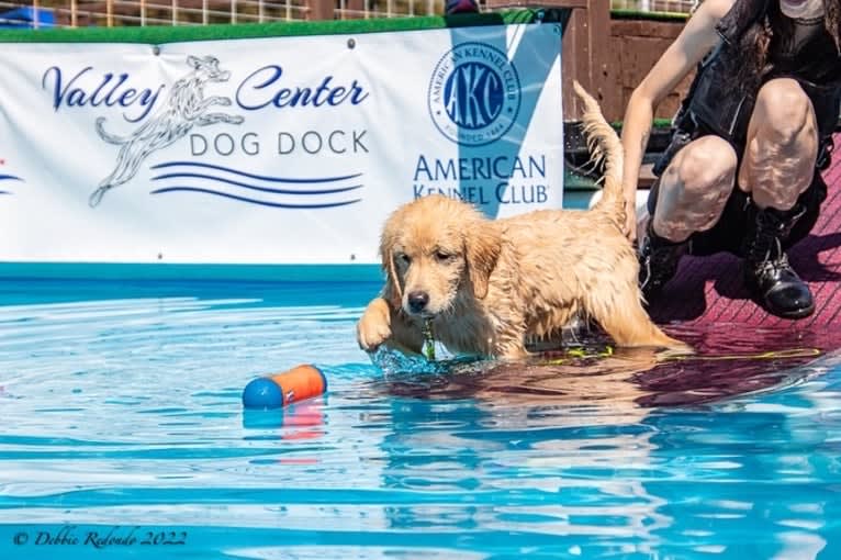 Selene, a Golden Retriever tested with EmbarkVet.com