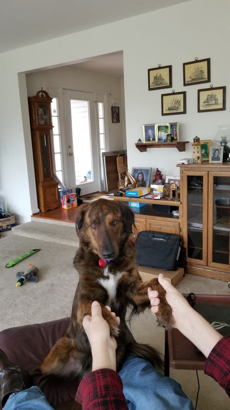 Brindle, a Collie and Golden Retriever mix tested with EmbarkVet.com