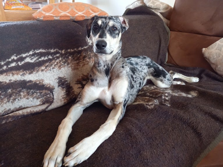 Arlo, a Greyhound and Saluki mix tested with EmbarkVet.com