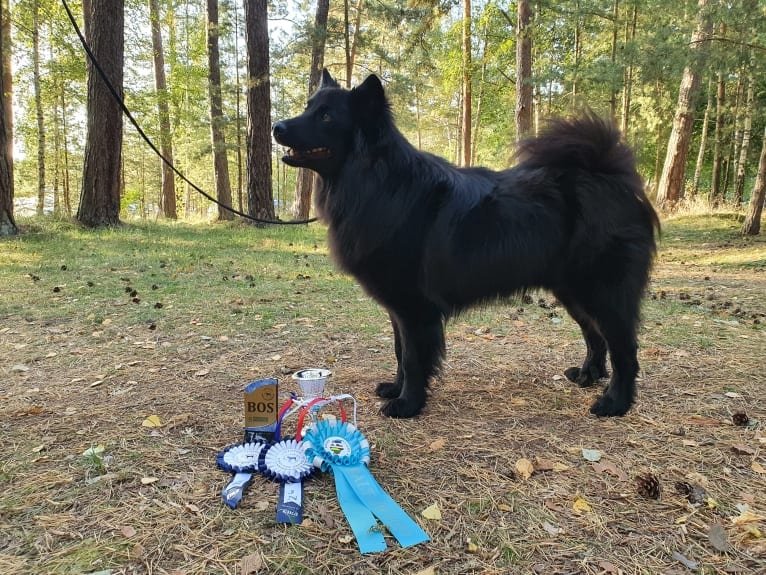 Riimi, a Swedish Lapphund tested with EmbarkVet.com